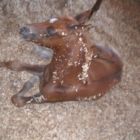 Baby Arabian