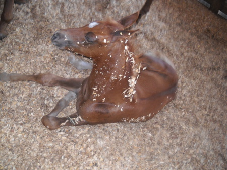 Baby Arabian - horses, baby horses, animals, arabians