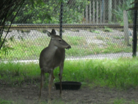 The Doe - animals, zoo, buck, doe, deer, nature