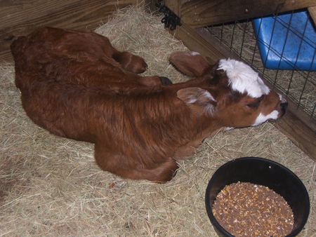 Baby Cow - nature, cows, hay, baby cows, baby animals