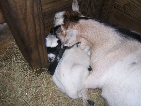 Our Goats - lambs, pygmy goats, nature, baby goats, goats, animals