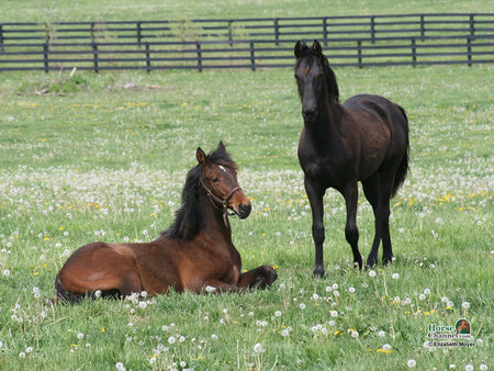 2 Morgans In A Pasture - horses, pasture, animals, morgans