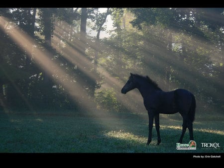 Morning Foal - morning, horses, animals, foal