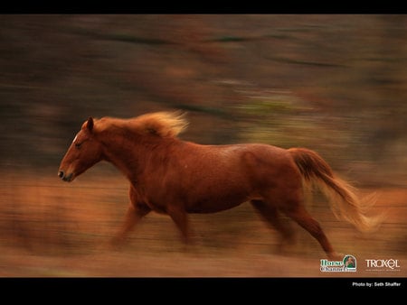 Free Horse - horses, outside, running, animals