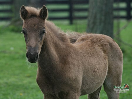 Rocky Mountain Foal - horses, foal, grass, animals