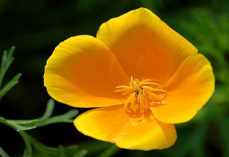 California sunshine - poppy, yellow, green, california, spring