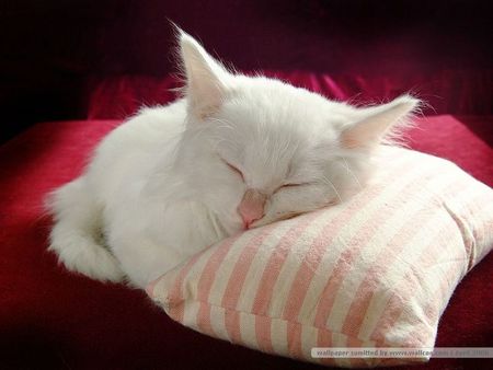 sleeping cat - white, pillow, cute, sleeping, cat