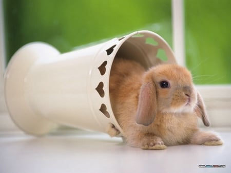 bunny in the vase - easter, vase, bunny, sweet