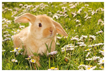 bunny - flowers, easter, nature, meadow, bunny