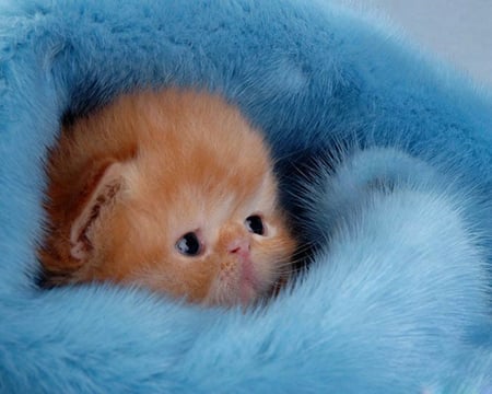 kitten in blue - cute, blanket, kitten, blue