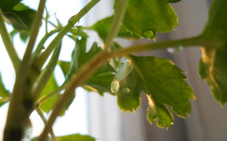 Drop - drop, spring, plant, leaf