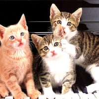 Kitten trio on piano