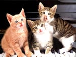 Kitten trio on piano