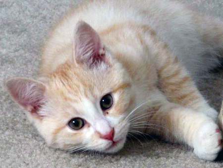 Cute cat laying on a carpet - carpet, animal, kitten, cat, sweet, feline