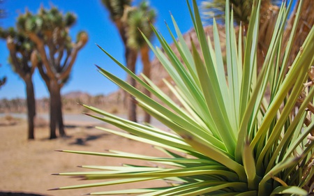 Joshua Tree - trees, nature, deserts, beautiful