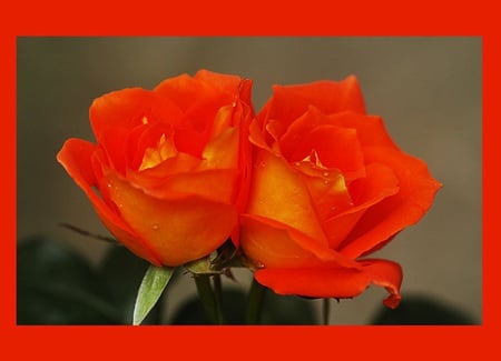 Beauty Reflects That of The One That Holds It - yours, yellow, thankfulness, great people, beautiful, friendship, beauty, love, flower, orange, joy, carot, red, rose, gift, color