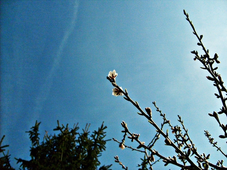 Almond flower - sky, almond, flower, spring, blue