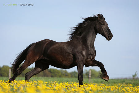 black - i love horses, horse, horses