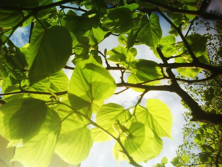 Leafs - tree, leafs, spring, sun