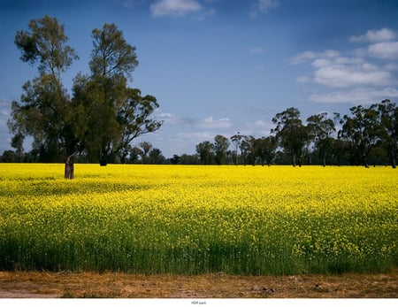 Trees - nature, sky, field, trees