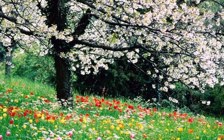 Spring - nature, flowers, trees, spring