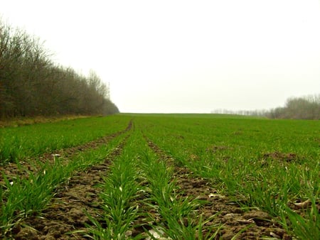 Ploughing land - ploughing land, photography, green, land, spring