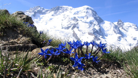 Blue flowers - nature, mountains, flowers, blue