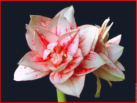 Amaryllis for Luiza - amaryllis, white, flower, red