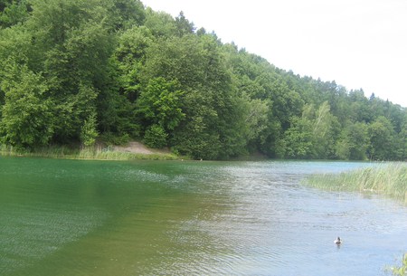 Lake in Vilnius - duck, lake, trees, summer, lithuania