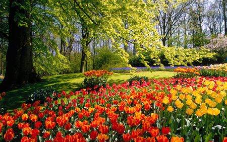 Garden - nature, colors, gardens, flowers