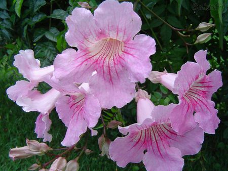 Pink flowers - nature, flowers, garden, pink