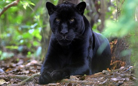 Black panther - black, panther, nature, animals