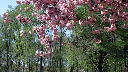 Spring burst - flowers, trees, pink, spring