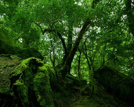 Moss - forest, moss, trees, nature, green