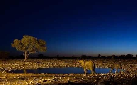 Quiet moment - elephant, water, tree, africa