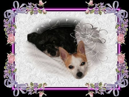 Good Night Girls - good night, pink and lavender, lace, dogs