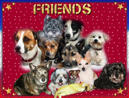 friends and cousins - red, dogs, cousins, sweet, friends