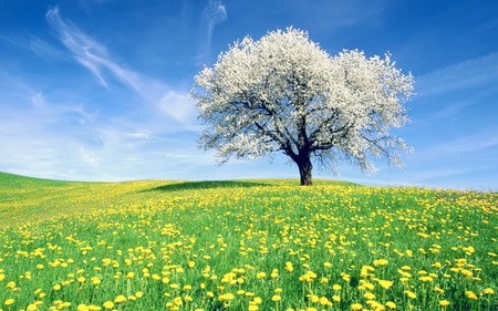 Spring Blooms - sky, sunshine, sun, field, white, yellow, clouds, green, sunny, tree, grass, morning, day, shade, blue, flowers, shadow