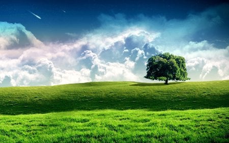 Tree - cloud, grass, tree, sky