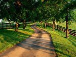 Path at the forest