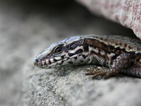 Lizard - lizard, animals, rocks, reptiles