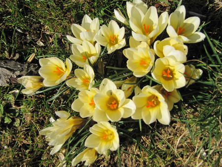 spring again - crocus, yellow, flower, spring