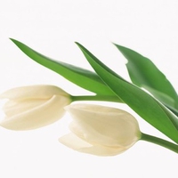 White tulips