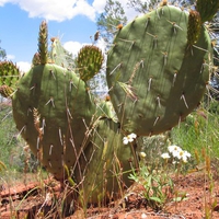 Arizona Cactus