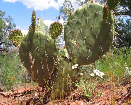 Arizona Cactus - usa, prickly, plant, desert, succulent, america, dry, spines