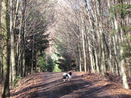 Season's change - dry, trees, forest, green