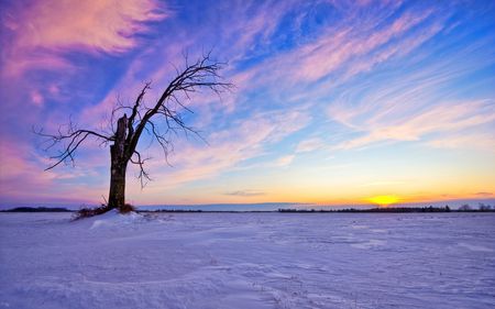 Old Tree in the Snow