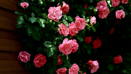 Roses - leaves, roses, pink, beautiful