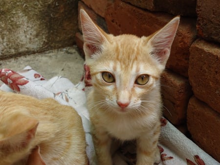 cats seriousness - eyes, cuteness, concentration, cat