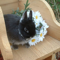 bunny with flowers
